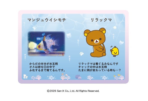 リラックマと水族館が夢のコラボ!上越市立水族博物館で特別イベント開催 – photo 3