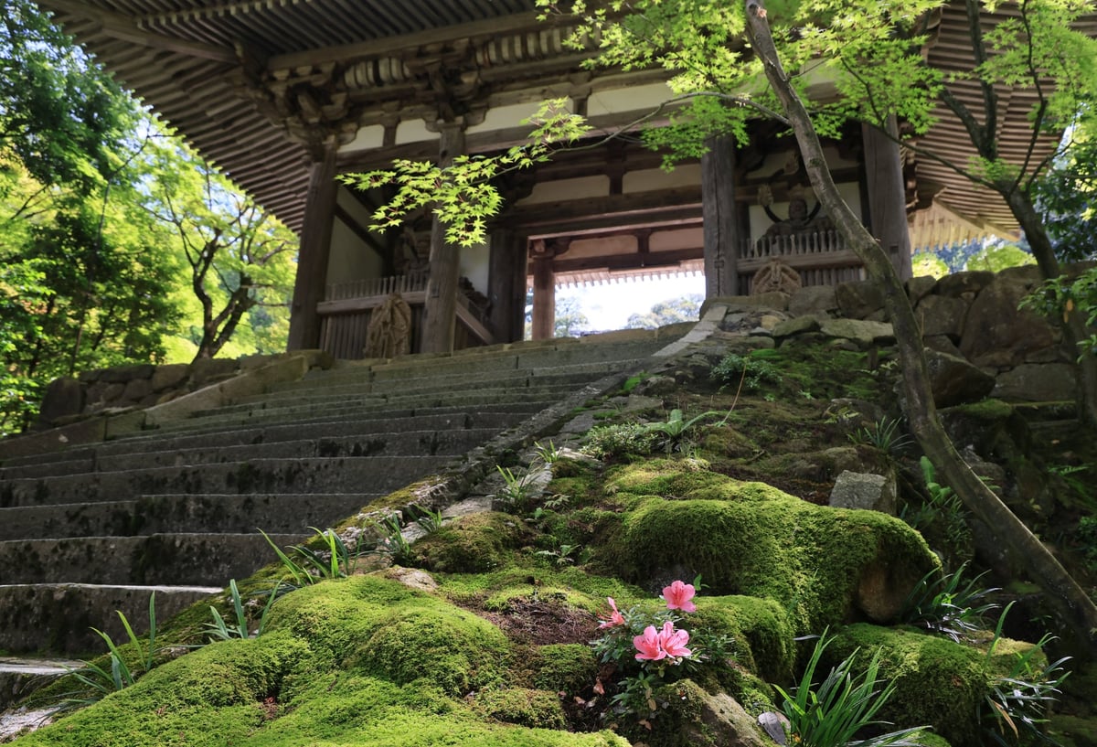 国宝の新緑を味わう湖東三山・西明寺で一日限りの宿坊カフェ開催 7月5日〜