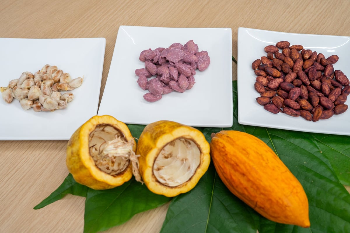 VISON産カカオ100％使用 辻口博啓シェフが手掛ける国産ショコラ、LE CHOCOLAT DE Hで限定販売予定 6月24日〜